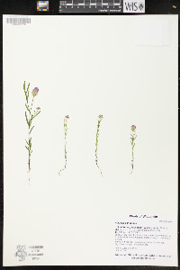 Polygala sanguinea image