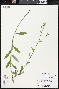 Hieracium umbellatum image