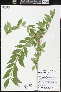 Euonymus alatus image