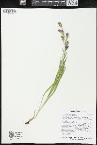 Liatris cylindracea image