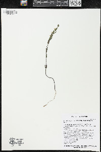 Scutellaria parvula var. leonardii image