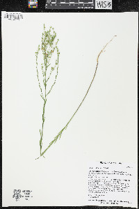 Linum sulcatum image