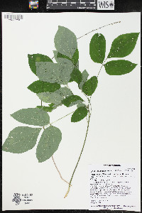 Hylodesmum nudiflorum image