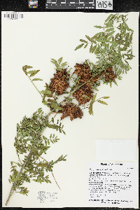 Glycyrrhiza lepidota image