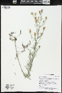 Centaurea stoebe subsp. australis image