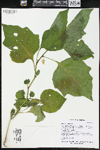 Physalis alkekengi image