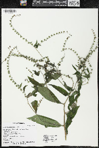 Hackelia virginiana image