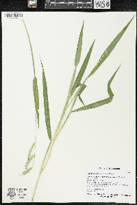 Eriochloa villosa image