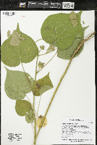 Abutilon theophrasti image