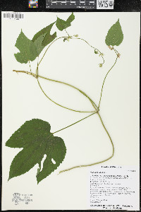 Humulus lupulus image