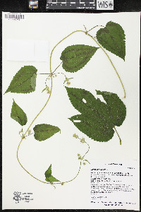 Humulus lupulus image