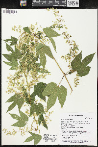 Humulus lupulus image