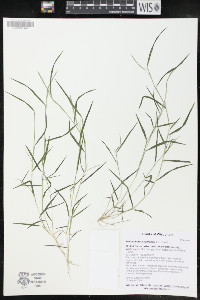 Muhlenbergia schreberi image