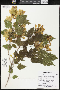 Acer ginnala image