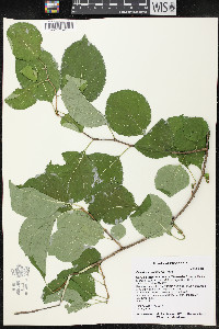 Celastrus orbiculatus image