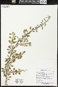 Berberis thunbergii image