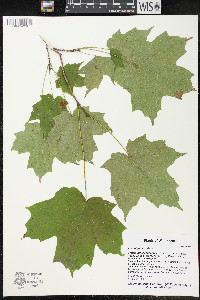 Acer nigrum image