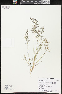 Eragrostis minor image