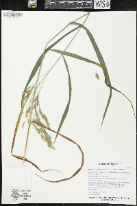 Bromus latiglumis image