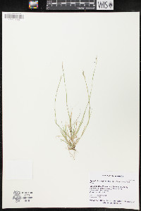 Sporobolus vaginiflorus image