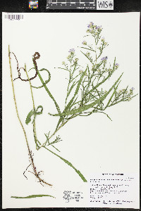 Symphyotrichum robynsianum image