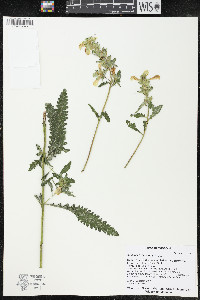 Pedicularis lanceolata image