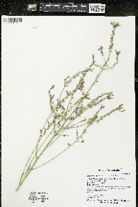 Oenothera gaura image