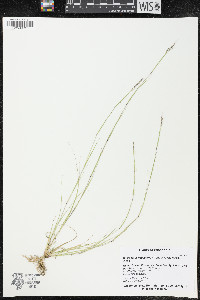 Sporobolus vaginiflorus image