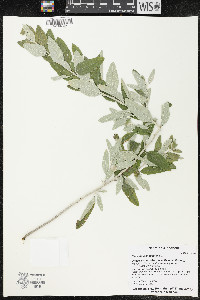 Elaeagnus angustifolia image