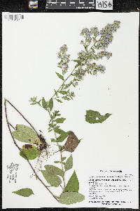 Symphyotrichum drummondii image