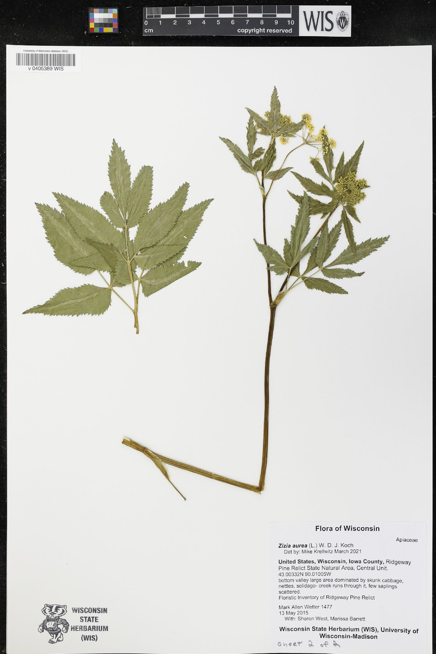Zizia aurea image