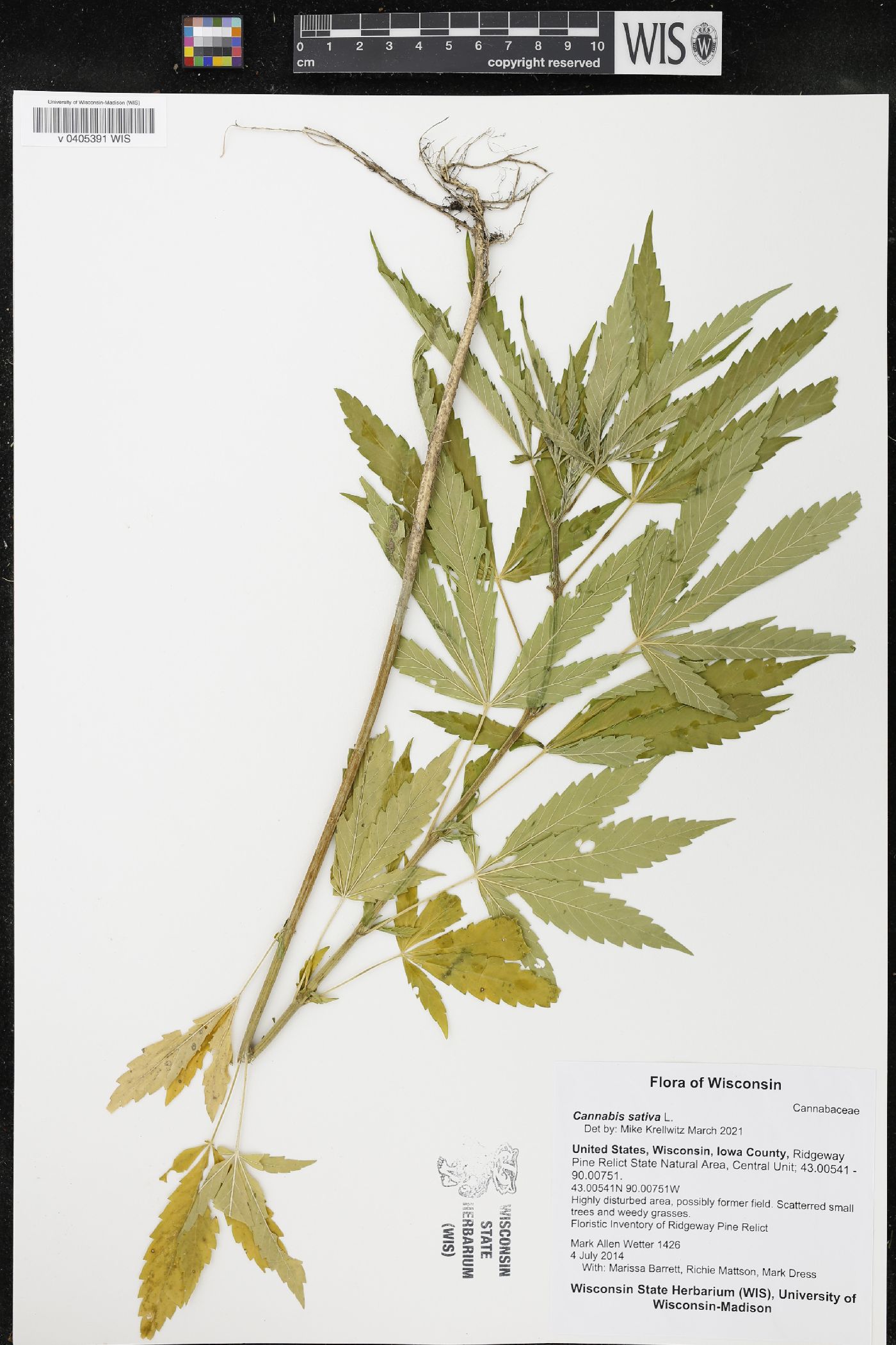 Cannabis sativa image