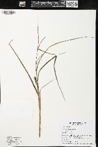 Carex atherodes image