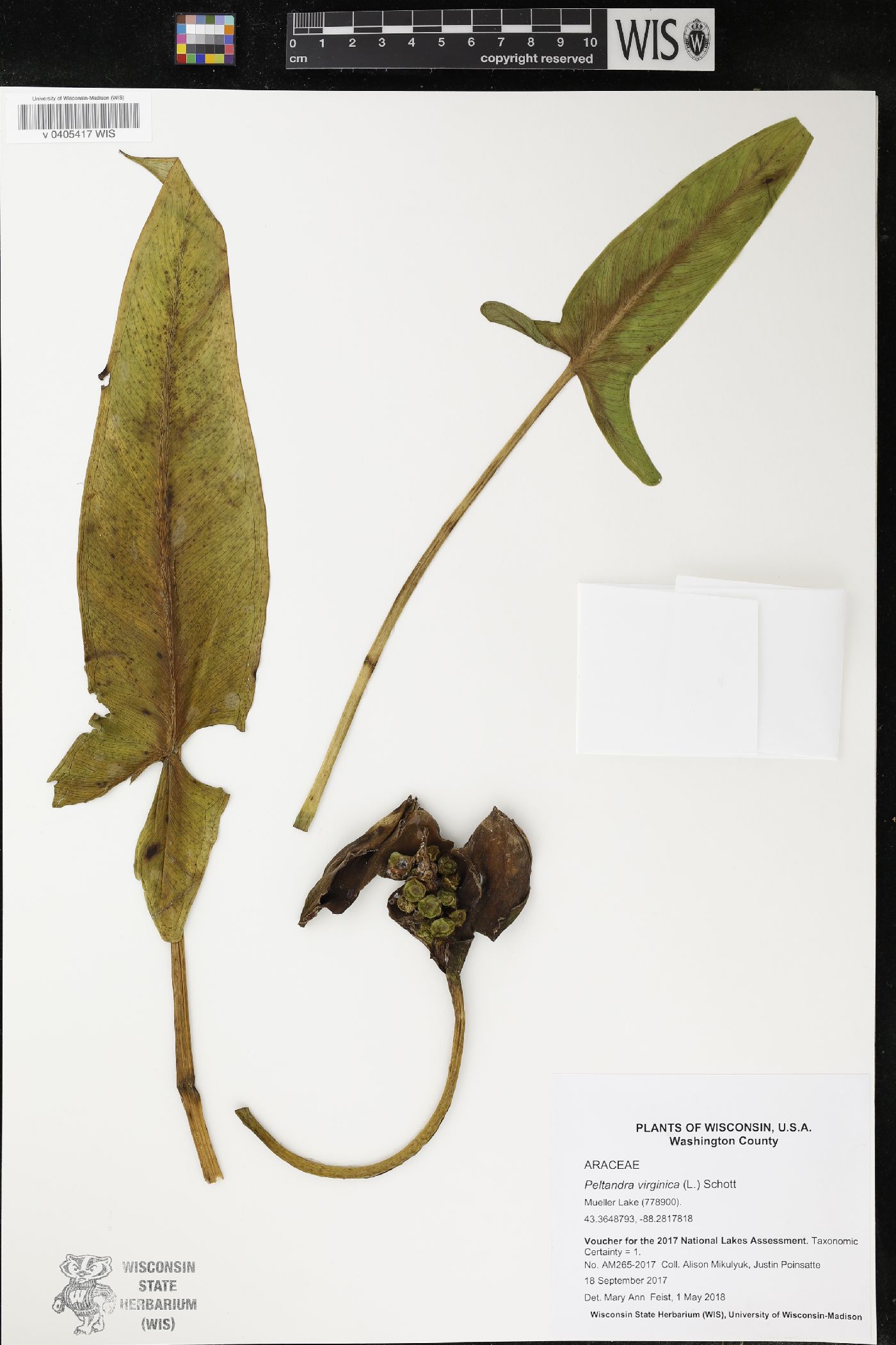 Peltandra image