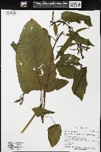 Rumex obtusifolius image