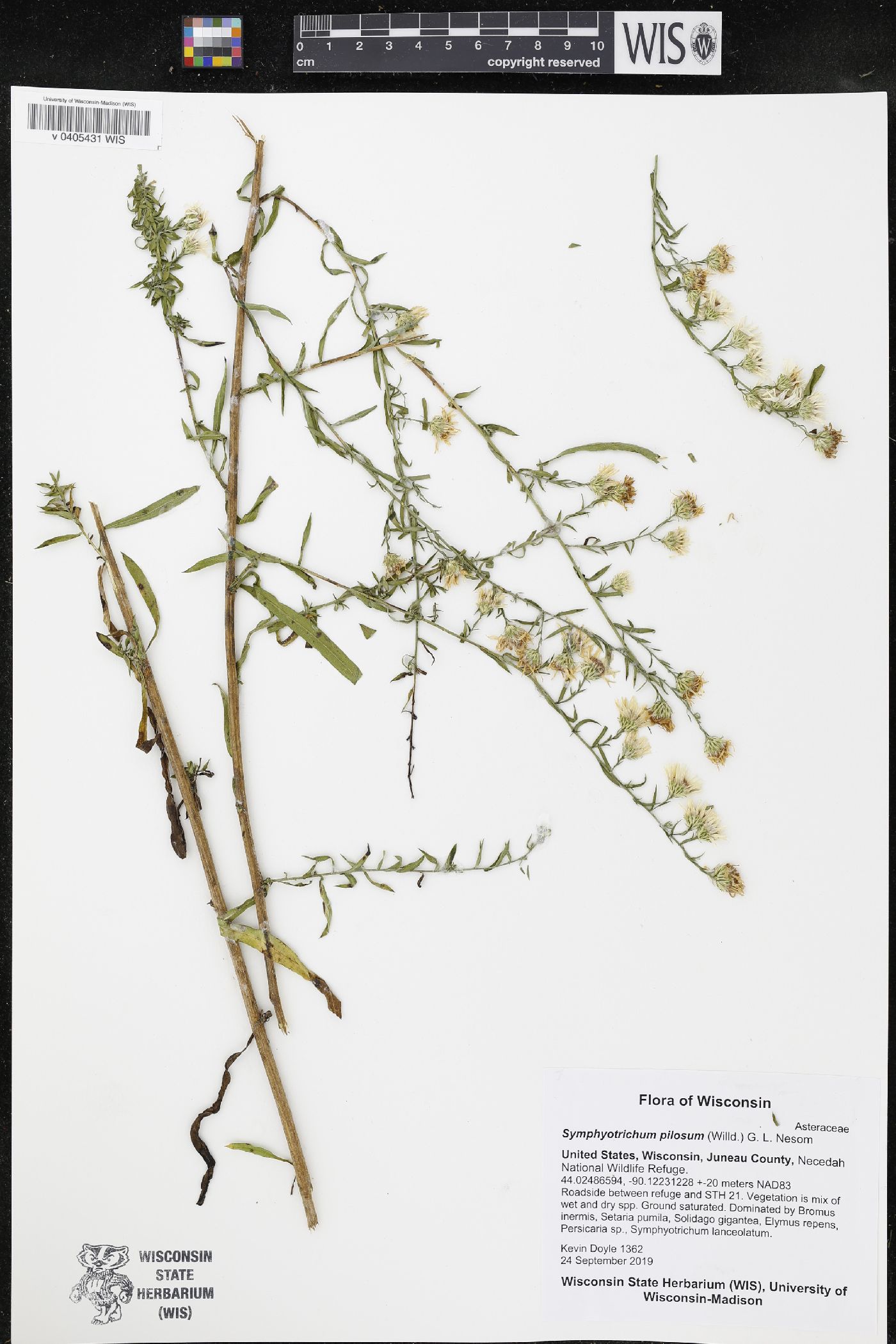 Symphyotrichum pilosum image