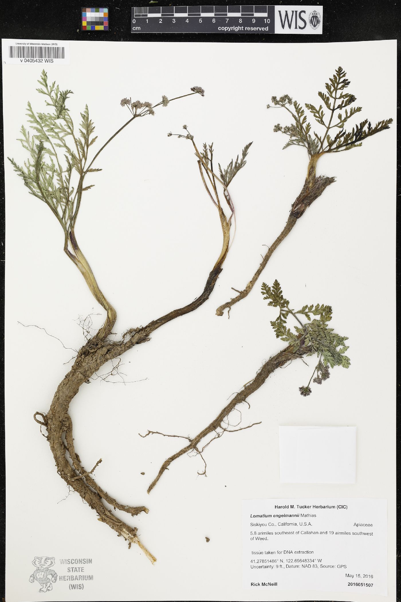 Lomatium engelmannii image
