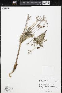 Cymopterus glaucus image