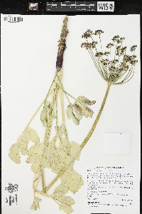 Lomatium nudicaule image