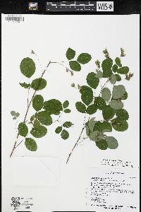 Lespedeza bicolor image