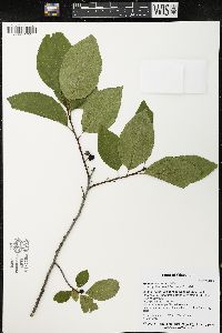 Rhamnus alnifolia image