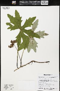 Petasites frigidus var. palmatus image