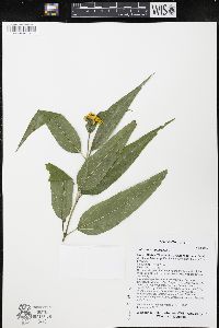Helianthus strumosus image