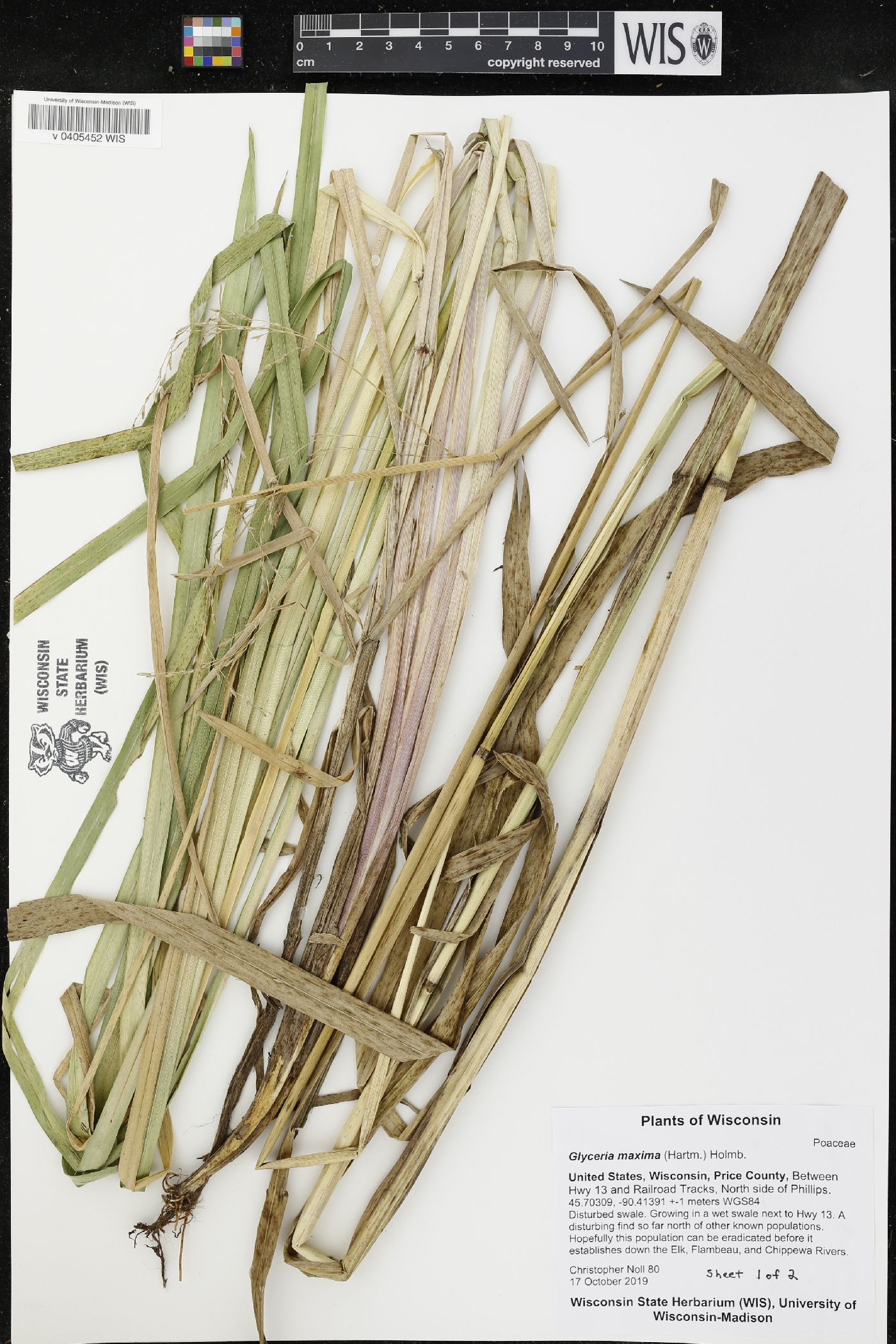 Glyceria maxima image