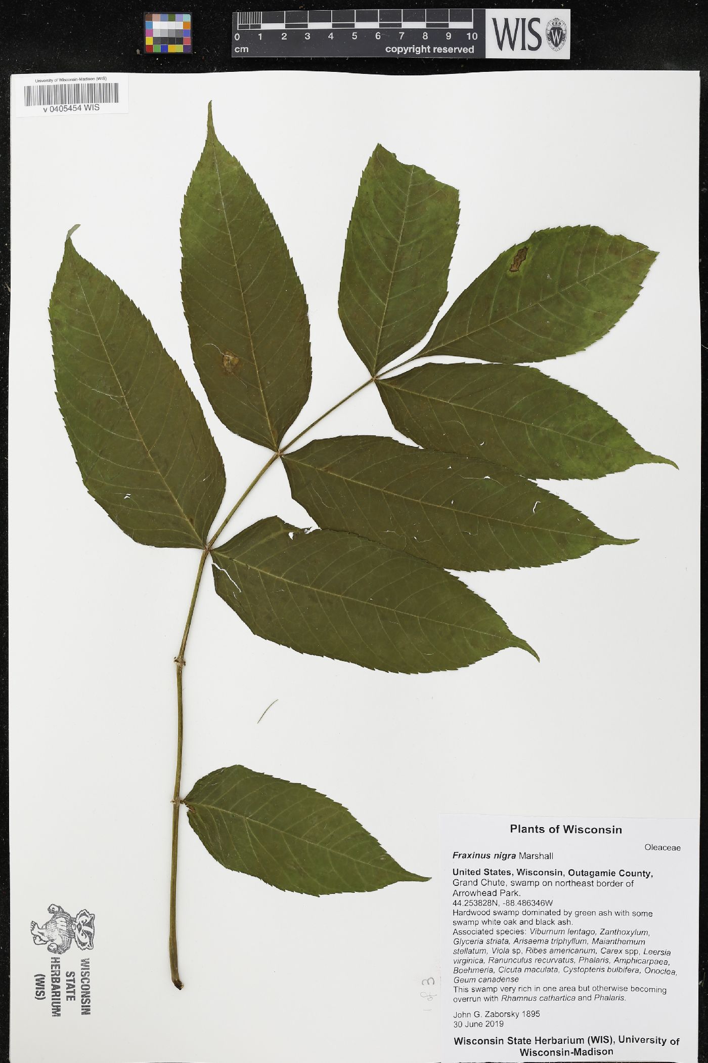 Fraxinus nigra image
