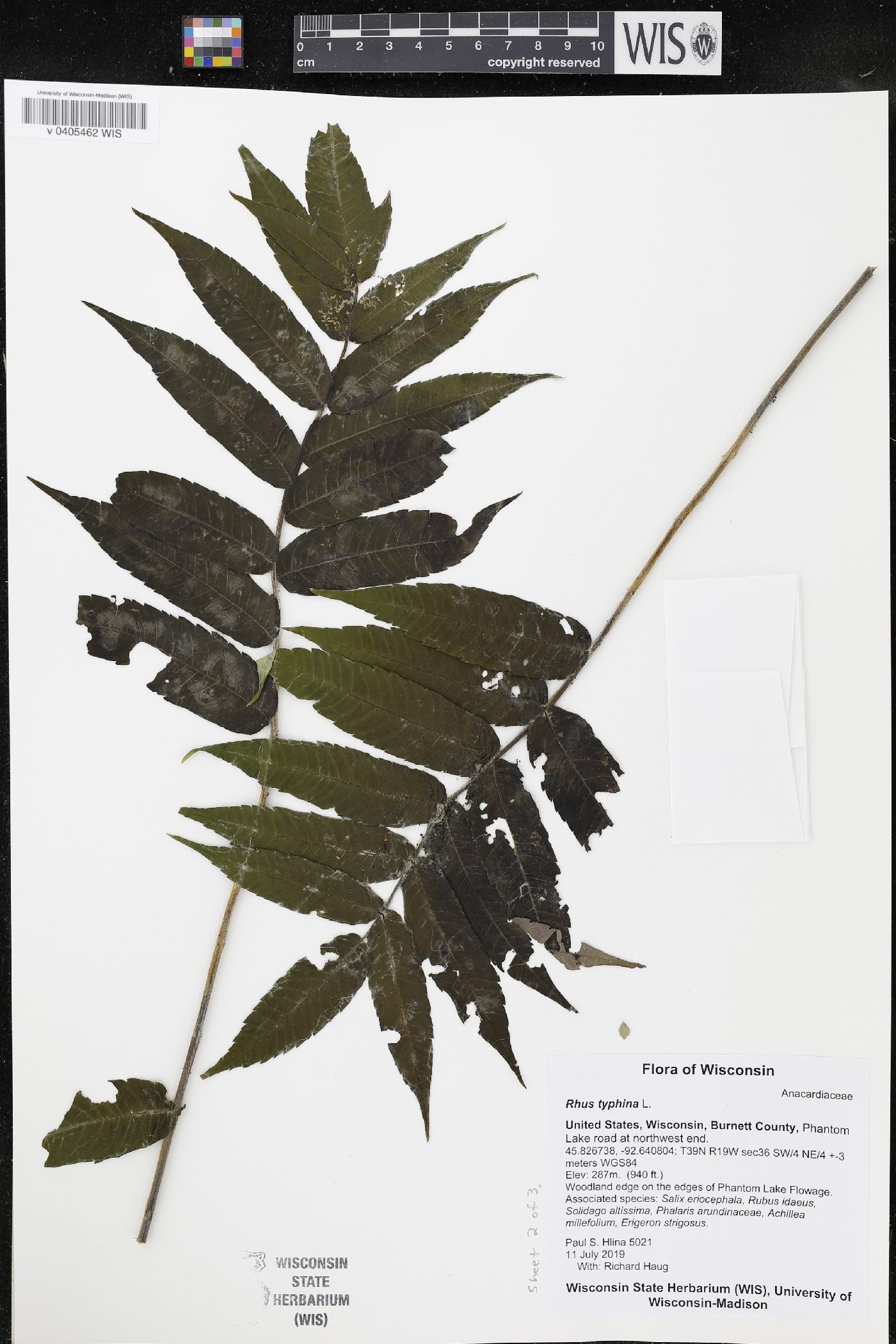 Rhus typhina image