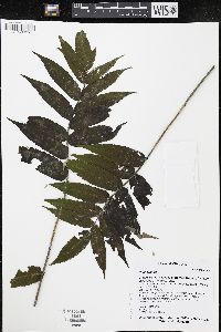 Rhus typhina image
