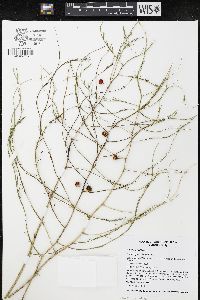Asparagus officinalis image