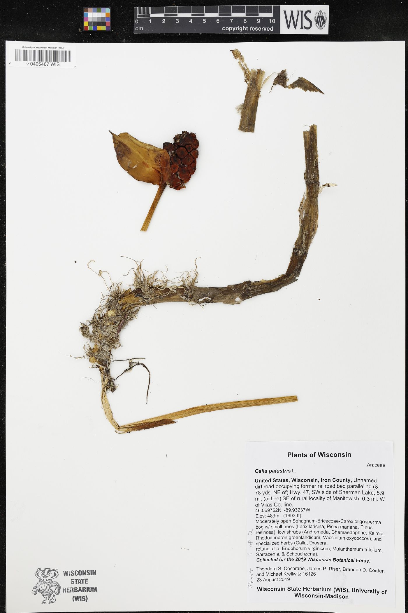 Calla palustris image