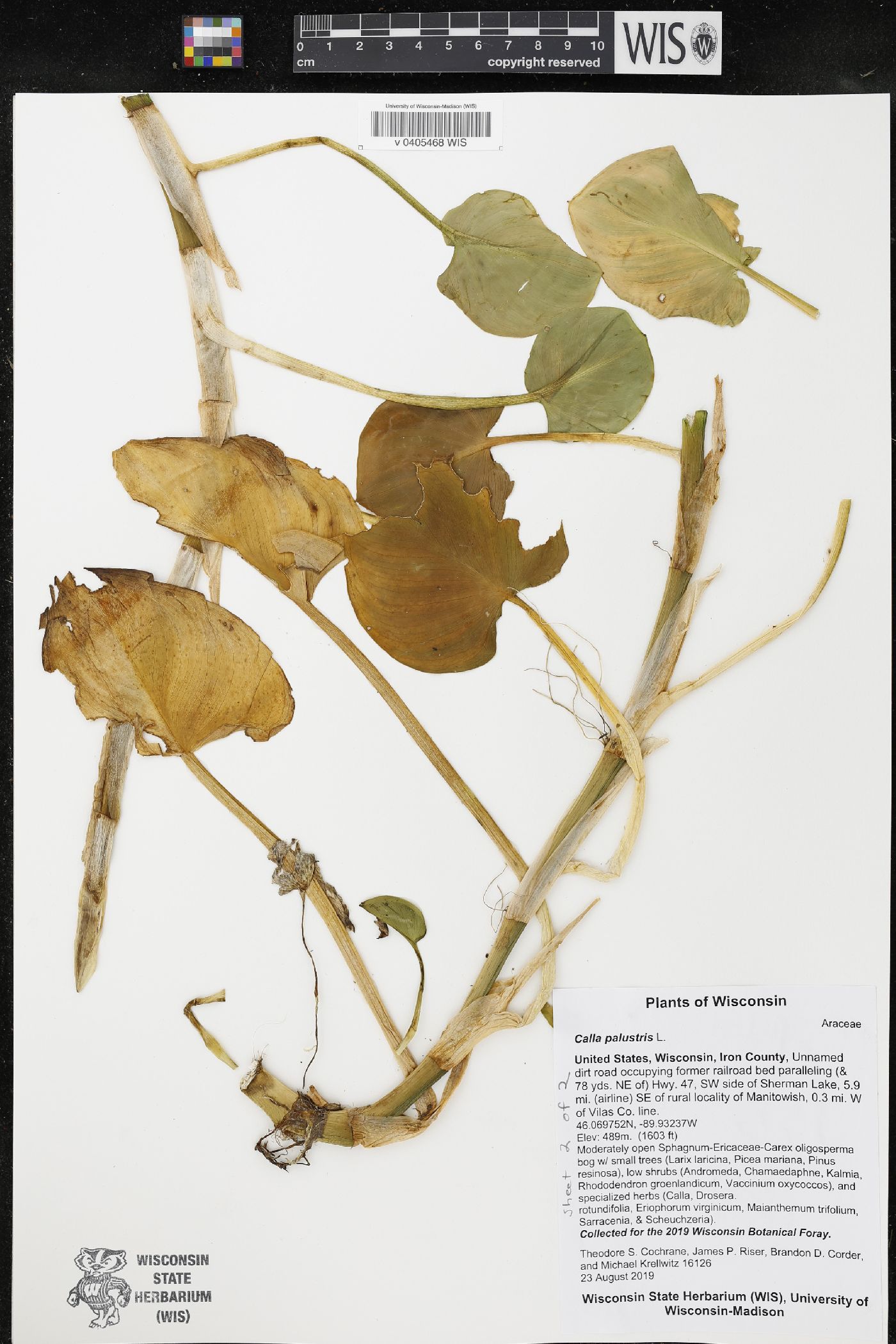 Calla palustris image